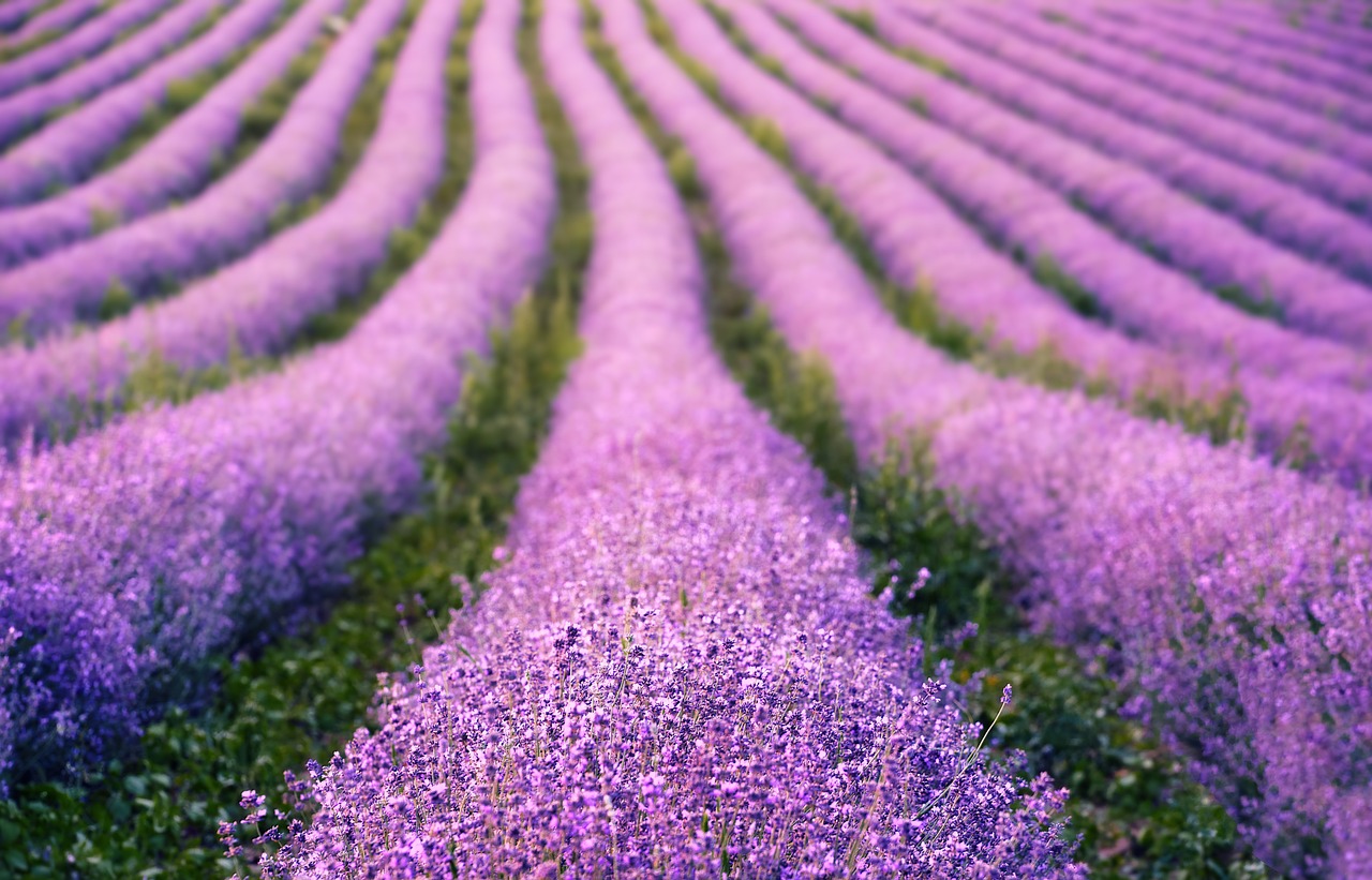 lavenders, flowers, lavender field, purple flowers, bloom, blossom, flora, nature, flowering plant, fragrance, plants, hd wallpaper, inflorescence, field, purple, summer, flower wallpaper, lavender field, lavender field, flower background, purple, purple, purple, purple, beautiful flowers, purple