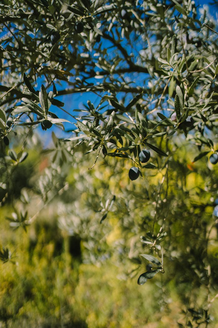A vibrant olive tree with abundant foliage and ripe olives in the sunlight of Kemer, Turkey.