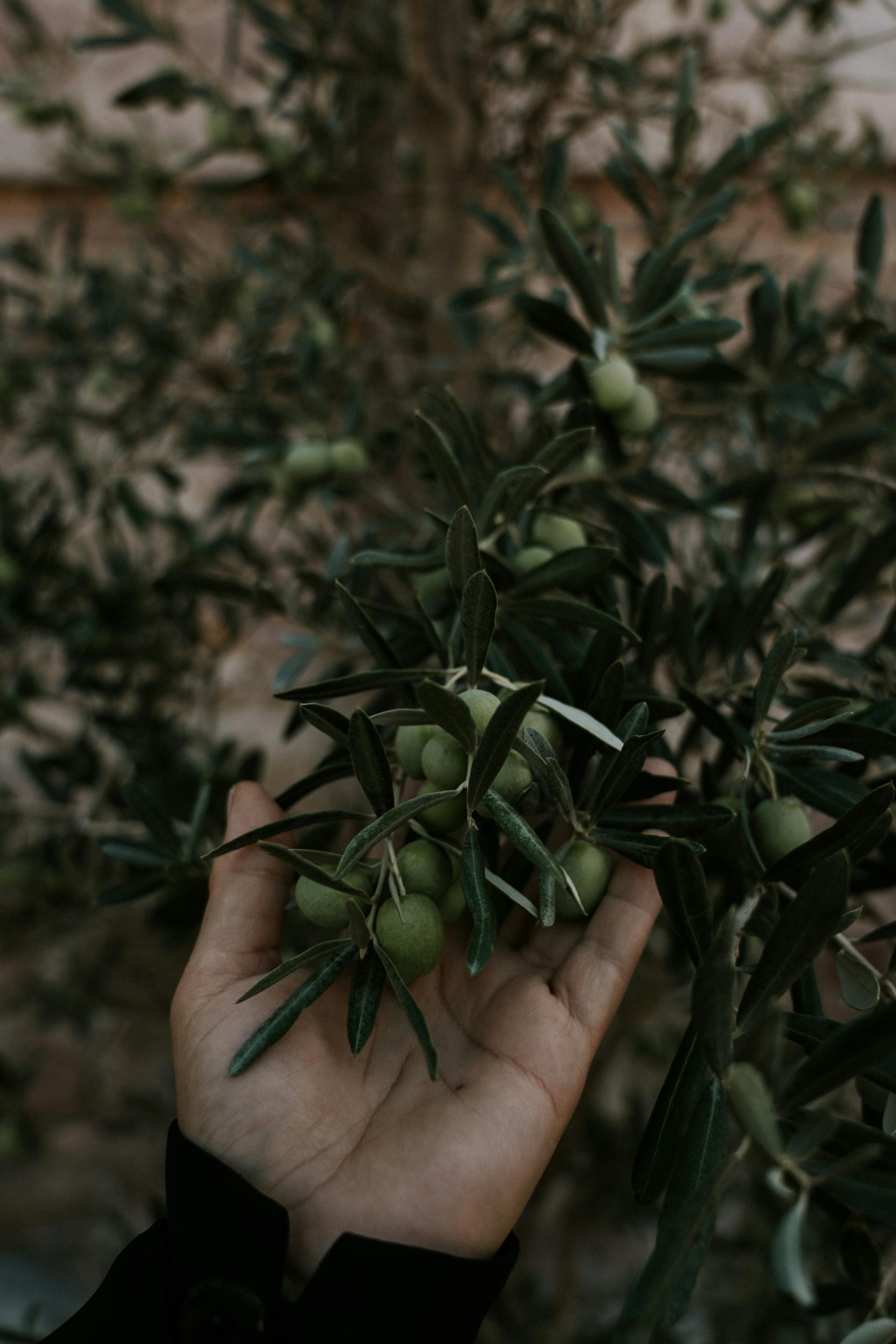 A person gently holds a green olive branch, showcasing fresh olives.
